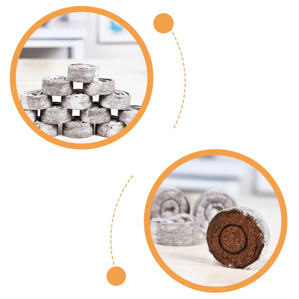 Bộ 30 Hạt Giống Trồng Cây 3X3X1CM