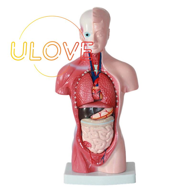 Mô Hình Lắp Ráp Đàn Organ Giải Phẫu Bằng PVC Cho Học Sinh