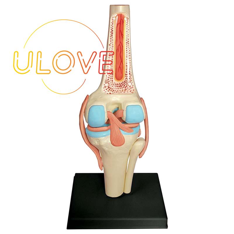 Mô Hình Cơ Thể Người Torso Dùng Dạy Học