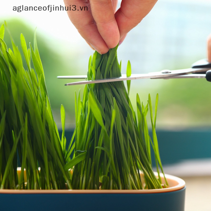 ~ Afhvn ~ Hộp Cỏ Mèo Bạc Hà Tương Phản Màu Sắc Tương Phản Cho Mèo