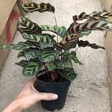 Đuôi công lá đốm cây bầu C7 cao khoảng 15-25 cm cây công lá đốm được mệnh danh là “Loài cây của Hạnh phúc & Viên mãn”.