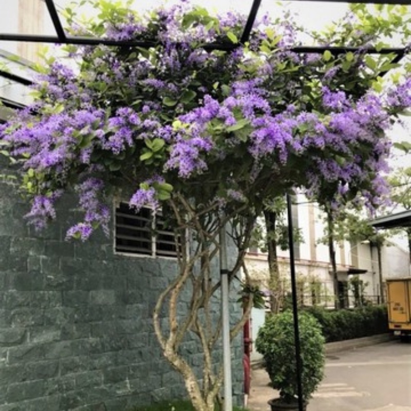 Cây giống mai xanh thái cao khoảng 30- 40 cm cây phù hợp trồng sân vườn,biệt thự,ban công.