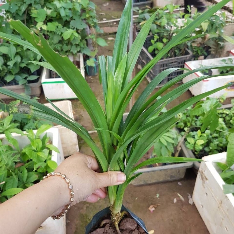 Cây dứa thơm trồng bầu C6 sử dụng phổ biến trong các công thức nấu ăn để tăng hương thơm và mùi vị của món ăn.