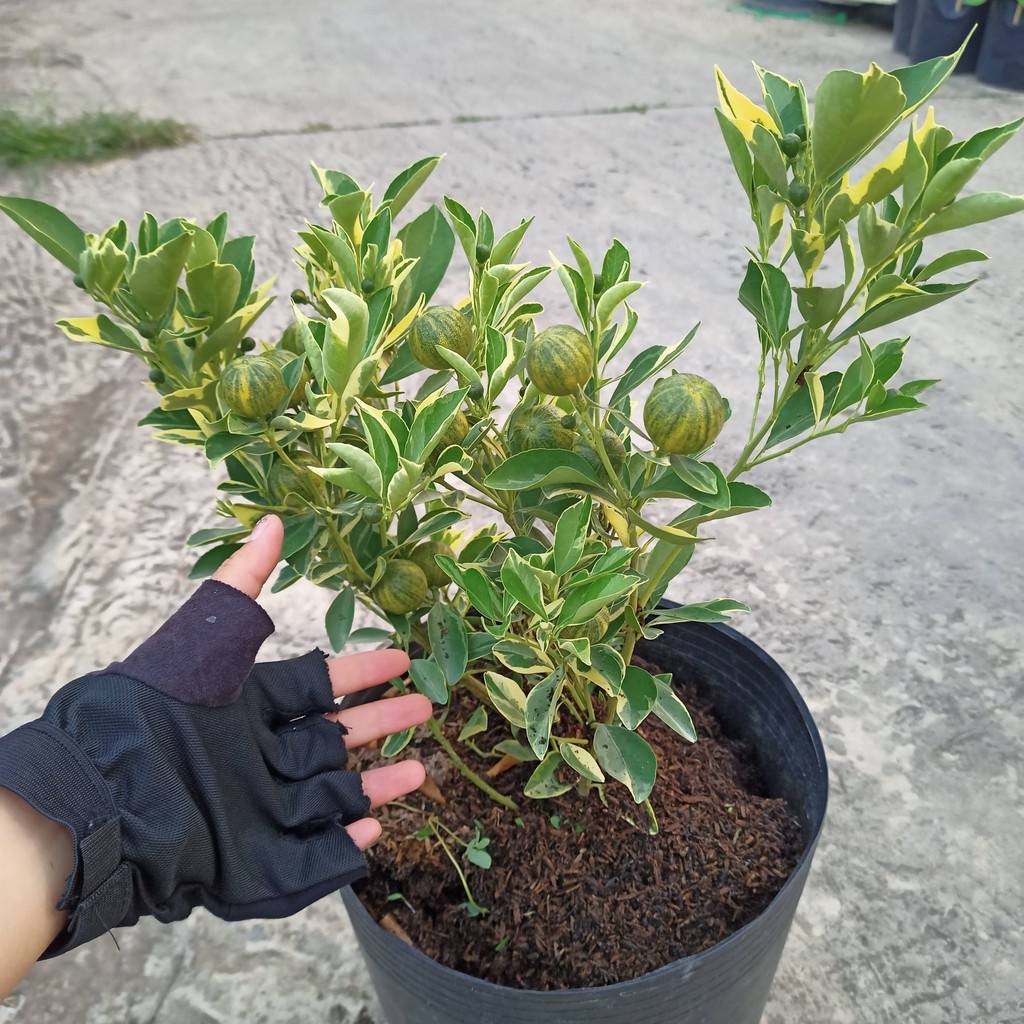Cây Quất,tắc  cây trồng trong chậu C7 cao khoảng 40 cm cây vừa ăn quả vừa làm cảnh