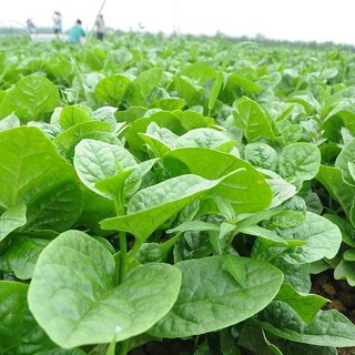 Seeds Malabar spinach green proportional high germination, growth and development,