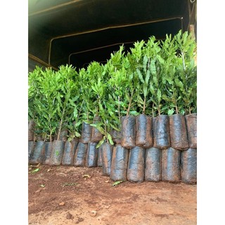 Cây giống MẮC CA H2 cao sản [ Cây ghép được 2-3 năm, to khỏe, sinh trưởng tốt ]. ()