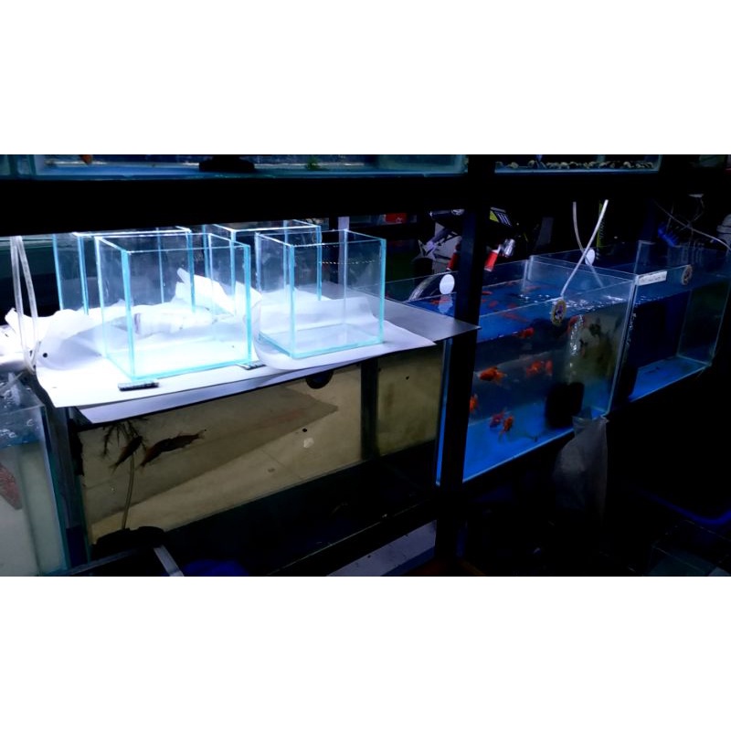 Hồ Cá Betta 15.10.15 - Giao nhanh 2h.