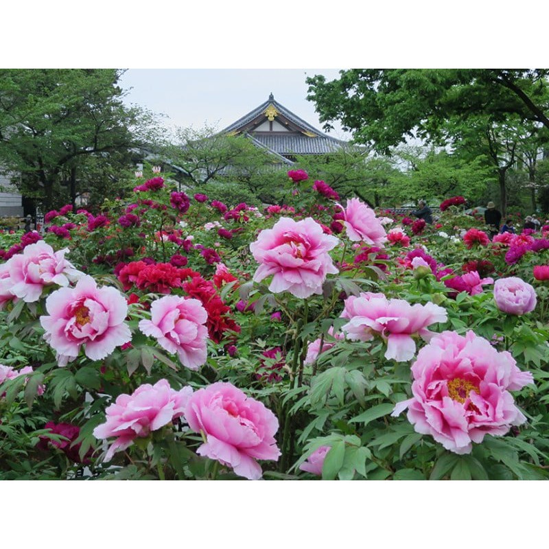 Cây giống hoa mẫu đơn đại đóa