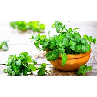 Hạt giống rau húng bạc hà gói