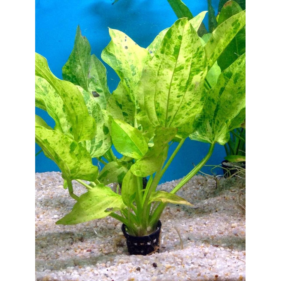 Lan nước Var thủy sinh  - MHL