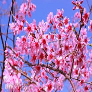 Cây giống mai anh đào nhật bản