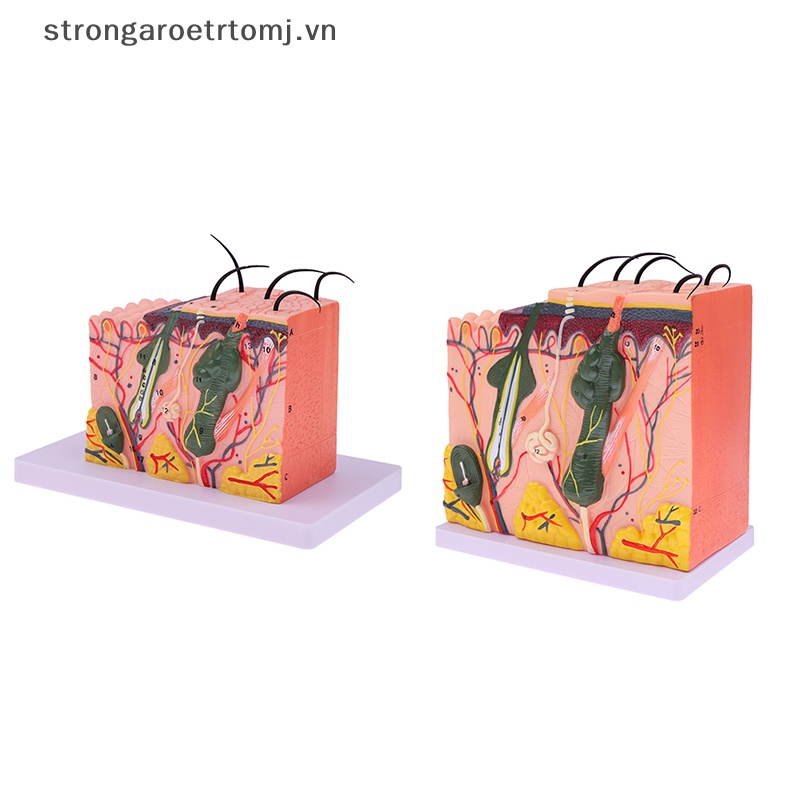 Mô Hình Cấu Trúc Da Người Strongaroetrtomj 35 / 50 Giờ