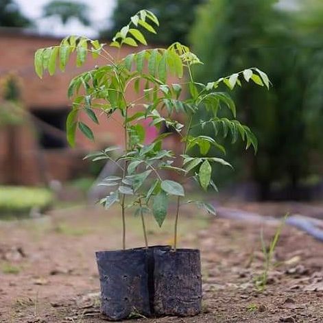 Combo 6 cây móc mật