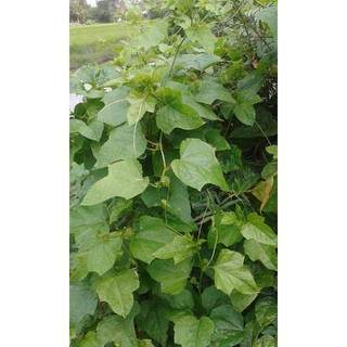 Cây lạc tiên - cây giống