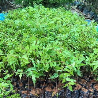cây xoan đào giống (cây dâu da xoan )
