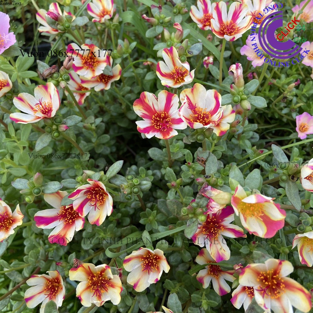 Cành Giống Hoa Màu 118 Hoa Mười Giờ Sam Sọc Siêu thị KM