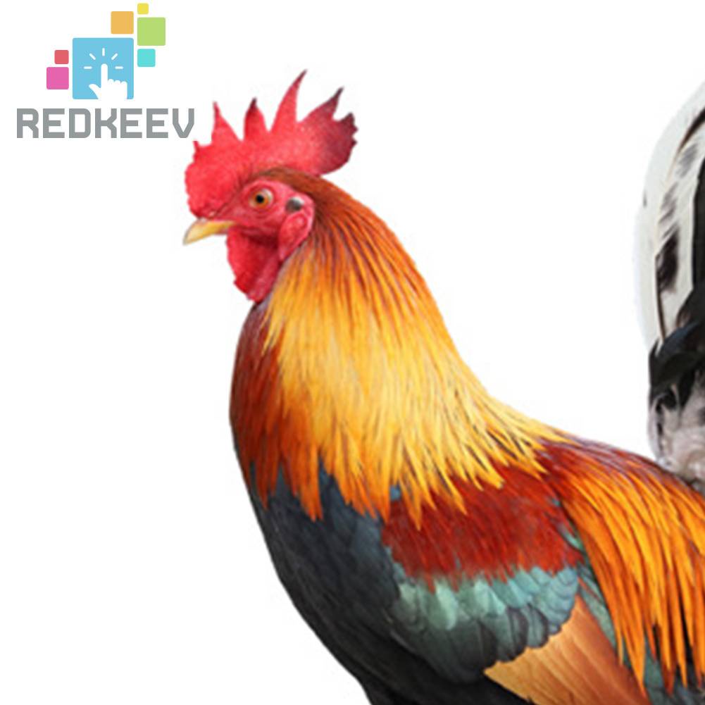 Bộ 2 Bức Tượng Gà Bằng Acrylic Độc Đáo Trang Trí Sân Vườn