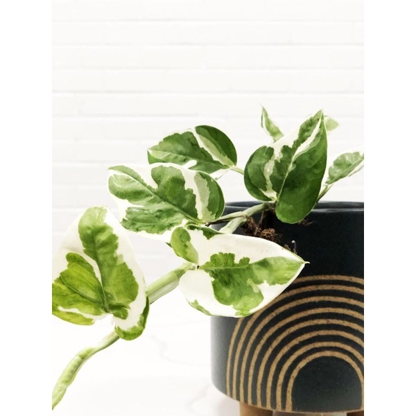 Cây giống Epipremnum aureum Snow Queen, trầu tuyết xinh xắn  Mam Xinh Garden xương rồng