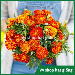100 hạt giống cúc vạn thọ pháp