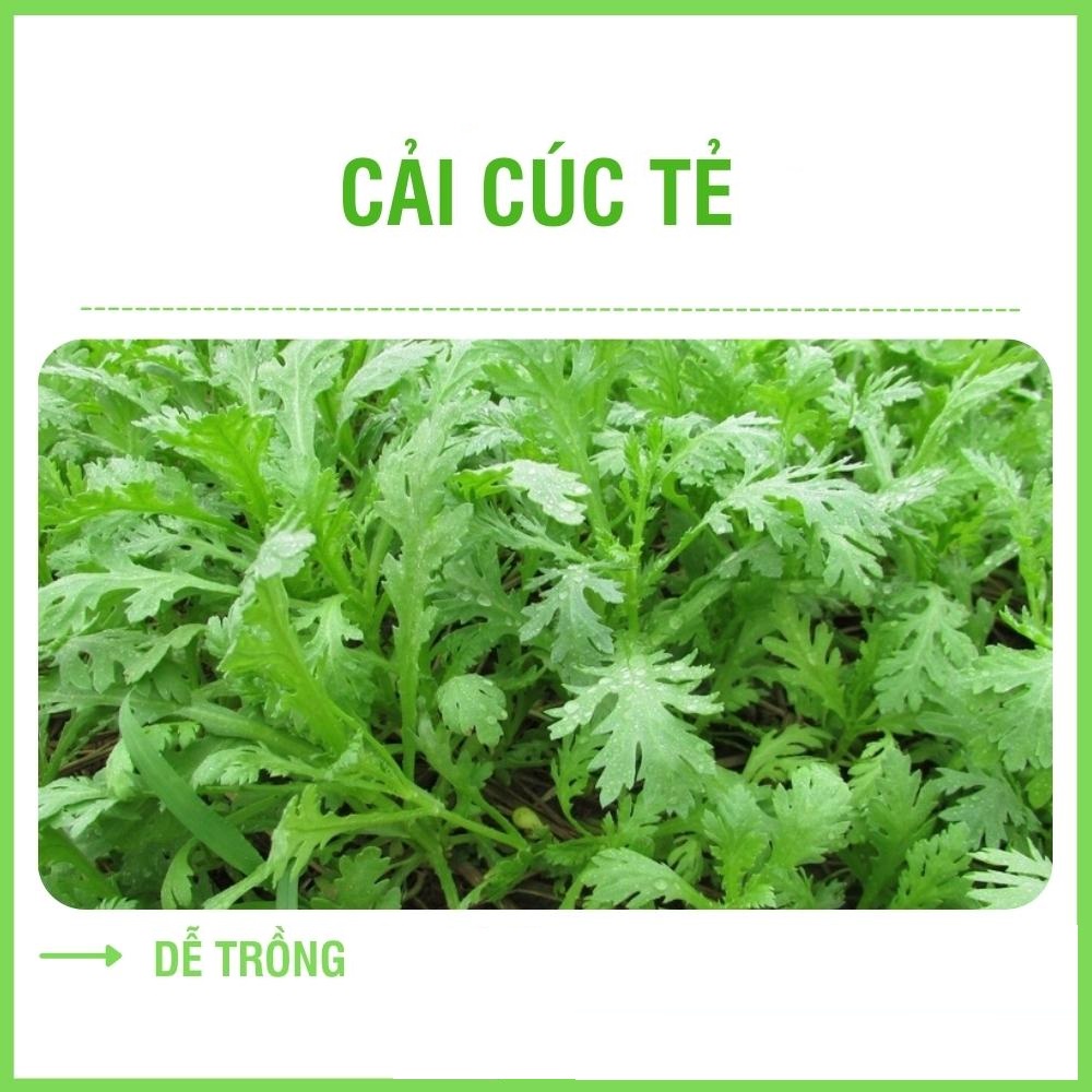 HẠT GIỐNG RAU CẢI CÚC TẺ GÓI 20G - DỄ TRỒNG DỄ CHĂM SÓC, CHẤT LƯỢNG TỐT