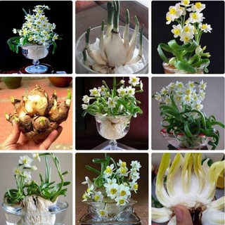 Củ hoa thủy tiên nước
