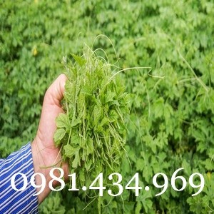 Dây mướp đắng rừng khô 01kg