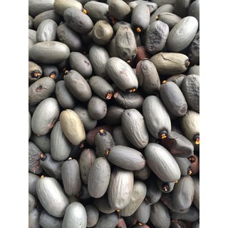 1 kg hạt giống cây mủ trôm