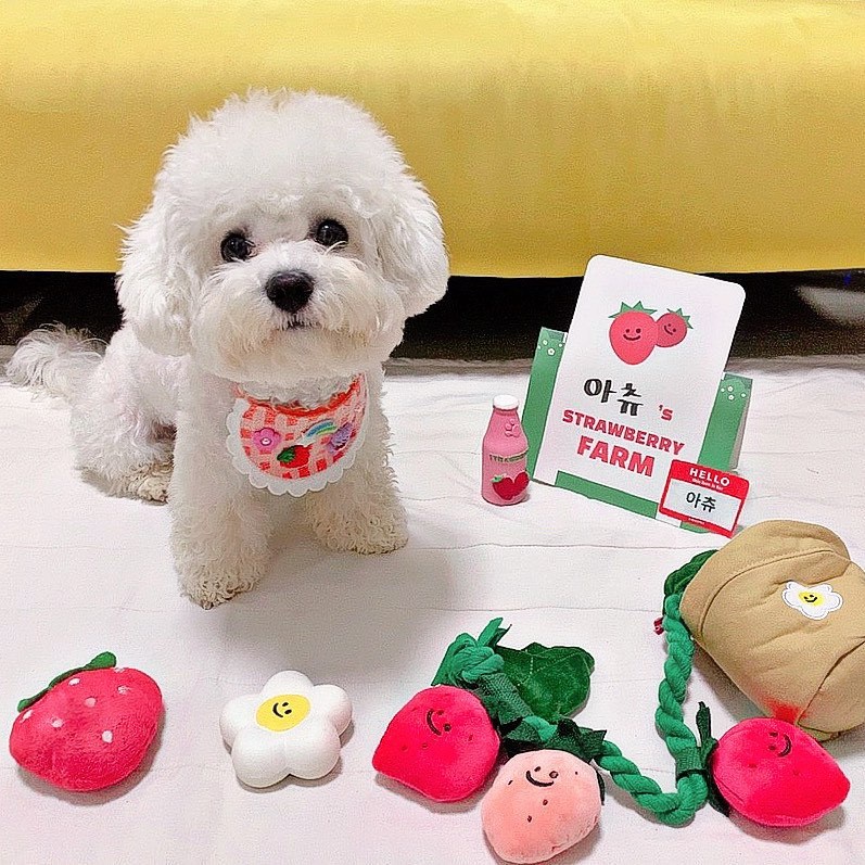 Quần áo thú cưng Ins gió Hàn Quốc dâu tây dễ thương trong chậu bộ đồ ăn Tây Tạng BB gọi là kéo đồ chơi âm thanh ngoại th