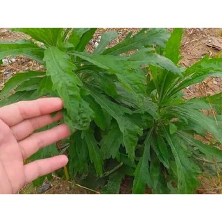Cây ngải dại giống - bầu 3 cây giống