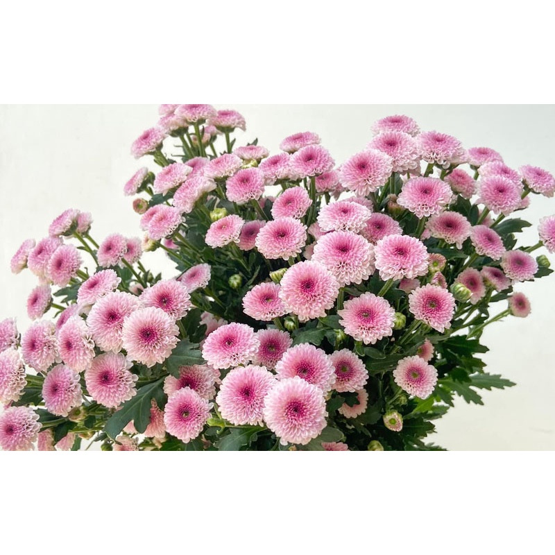 Bầu cây giống Cúc calimero