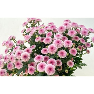 Bầu cây giống Cúc calimero