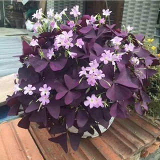 [Comho] 20 Củ Giống Hoa Bướm Đêm - [Dễ Trồng ít chắm sóc, Hoa Đẹp, Ra Quanh Năm ]