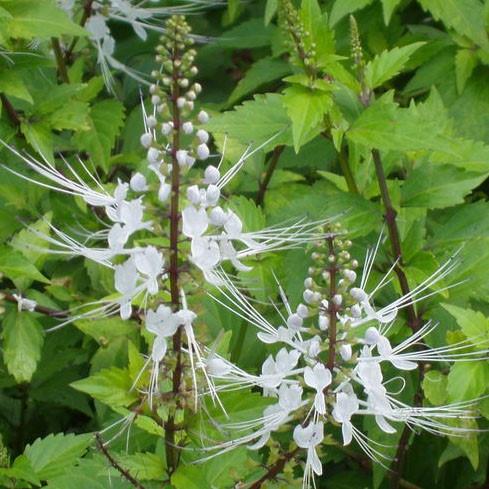 Cây Giống Râu Mèo Ảnh Thật  Mam Xinh Garden