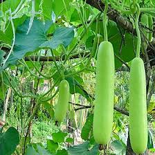 Hạt giống Bầu sao lai F1  gói 10 hạt