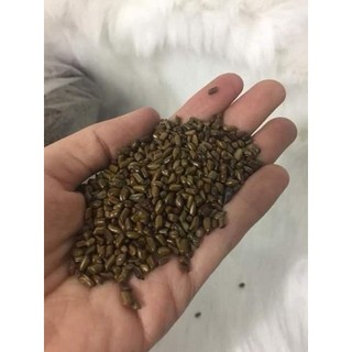 Hạt muồng xúc cát 1kg