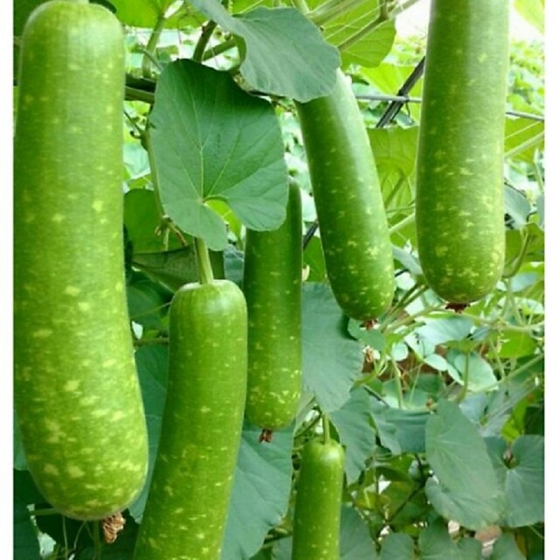 Gourd seeds long gourd star hybrid F1 elongated (pack 10 seeds)-shallow gold