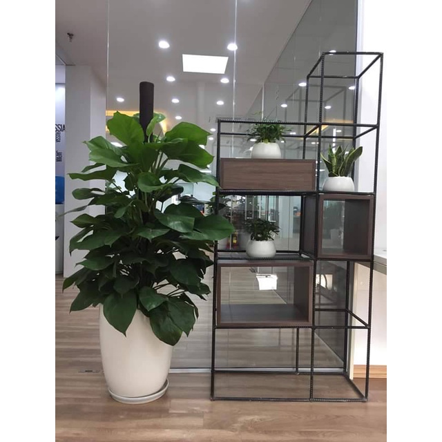 CÂY TRẦU BÀ LEO CỘT (cây khỏe đẹp có bảo hành) (chi lăng shop 47 )