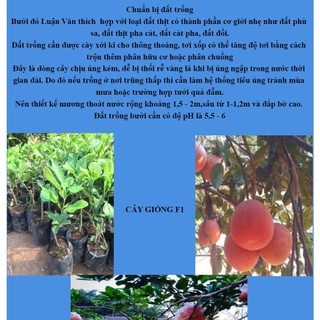 [Nhu_Mai_Garden] giống BƯỞI ĐỎ LUẬN VĂN