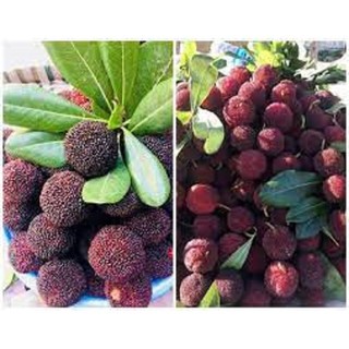 Cây thanh mai giống (cây dâu rừng)