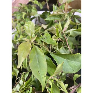 CÂY BẦU CON GIỐNG BÔNG GIẤY ĐỎ LỬA