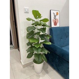 Cây trầu bà mẫu mới - 1m2 - cây giả decor