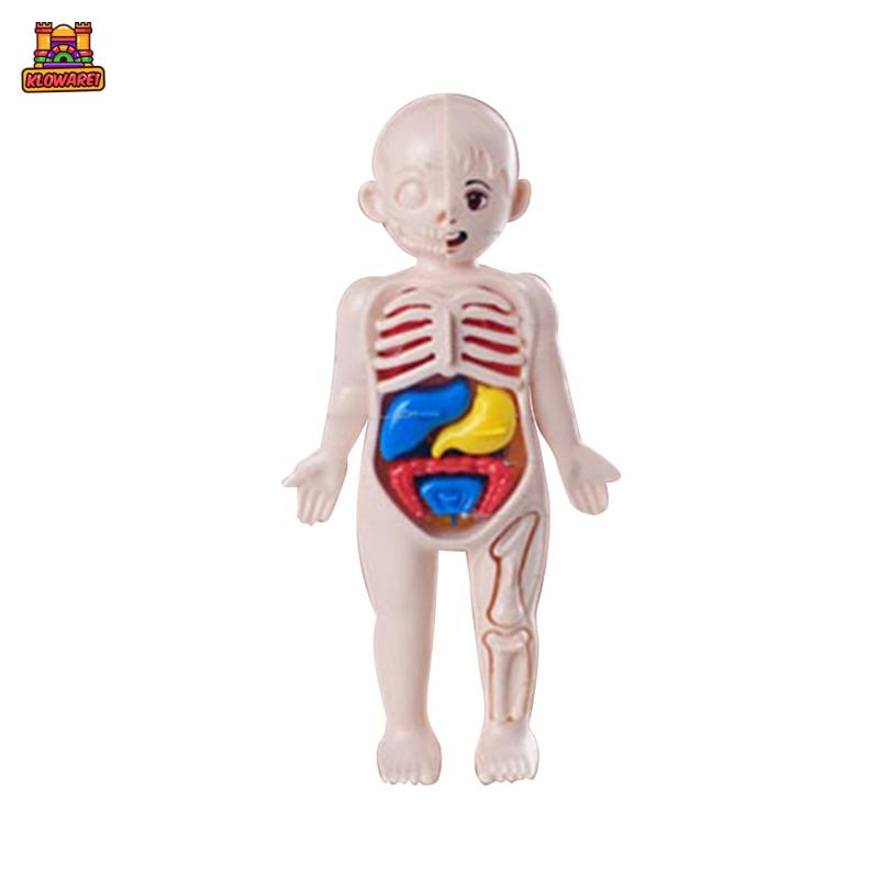 Predolo 1 Bộ Đồ Chơi Giáo Dục Cơ Thể Người Dành Cho Trẻ Mẫu Giáo