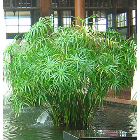 Cây thuỷ trúc thuỷ sinh