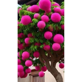 Cây Giống Hoa lưu tô (1cây)