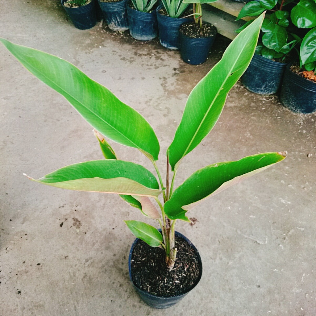 Cây Chuối Mỏ Phượng - cây cảnh trong nhà