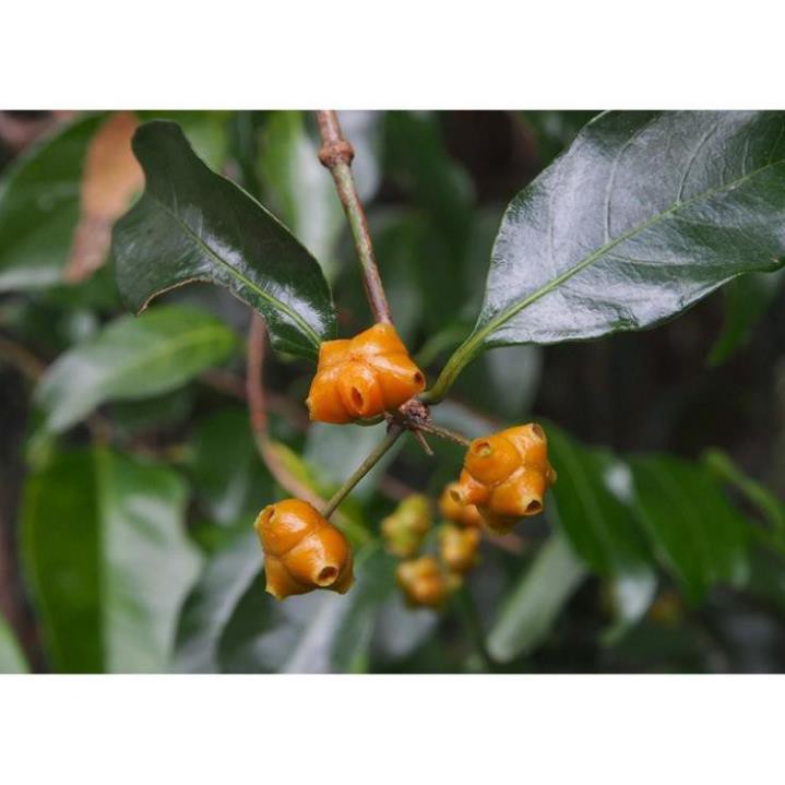 Cây mặt quỷ khô 1kg