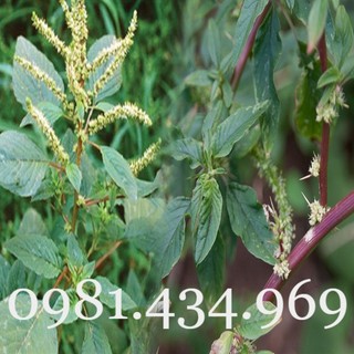 Cây rau dền gai khô 01kg