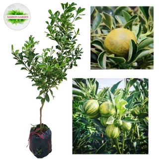 Cây tắc cẩm thạch quất ngọc thạch, tắc sọc, quất lộc cây lớn có trái trồng chậu_cây khỏe đẹp_giống mới độc lạ