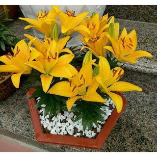 Củ ly lùn thơm mix đủ màu - mã: 10 (tặng kèm hạt hoa)
