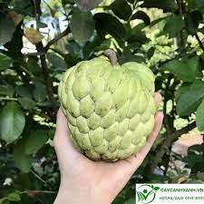 CÂY GIỐNG NA THÁI QUẢ SIÊU TO